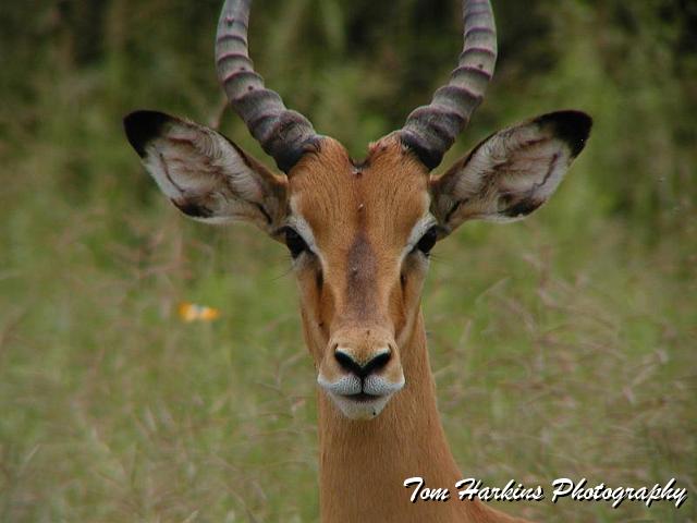 Male impala.jpg